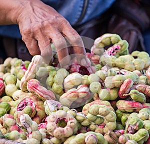 Manila tamarind fruit (Pithecellobium dulce Benth.)