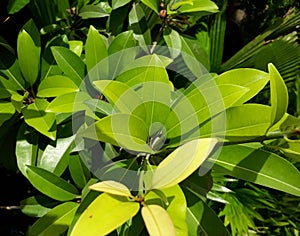 Manilkara zapota, commonly known as sapodilla sapote, chicozapote, chicoo, chicle, naseberry,