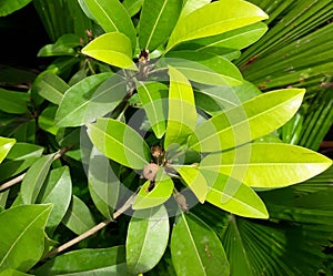 Manilkara zapota, commonly known as sapodilla sapote, chicozapote, chicoo, chicle, naseberry,