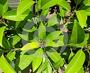 Manilkara zapota, commonly known as sapodilla sapote, chicozapote, chicoo, chicle, naseberry,