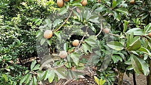 Manilkara zapota plant commonly known as sapodilla sapote, naseberry, nispero or chicle, the fruit is round with rough brown skin