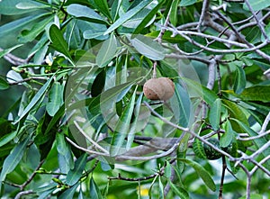 Manilkara zapota tree in Isalo National Park, Madagaskar