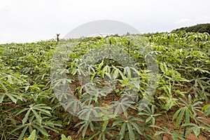 Manioc plantation