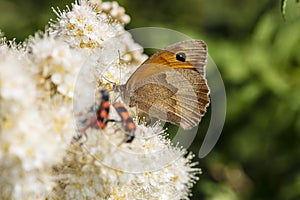 Maniola jurtina, beautiful butterfly sitting on a white flower