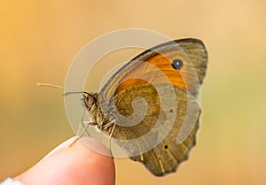 Maniola jurtina butterfly on a hand