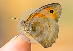 Maniola jurtina butterfly on a hand