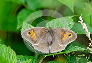 maniola jurtina butterfly on leaf