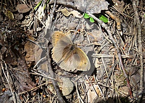 Maniola jurtina butterfly. photo