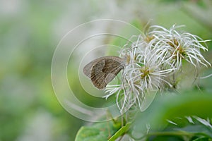 Maniola jurtina, Meadow brown