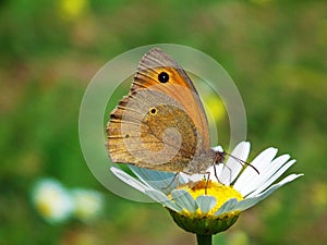Maniola jurtina , The meadow brown butterfly honey suckling on flower photo