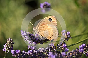 Maniola jurtina on Violet Flowers