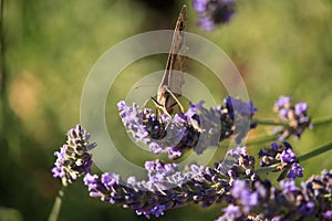 Maniola jurtina on Violet Flowers