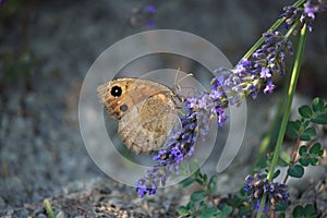 Maniola jurtina on Violet Flowers