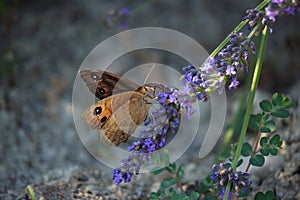 Maniola jurtina on Violet Flowers