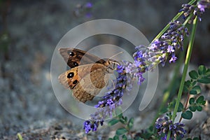 Maniola jurtina on Violet Flowers