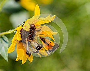 Manipulated Close up yellow sunflower with two butterflies