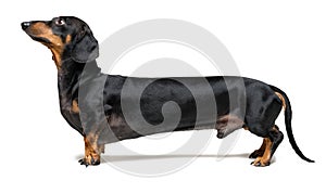 A manipulated image of a very Long Dachshund dog puppy, black and tan on isolated on white background
