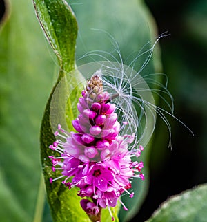 Manipulated Purple flower, Persicaria, with entangled flying seed, coarse background bokeh
