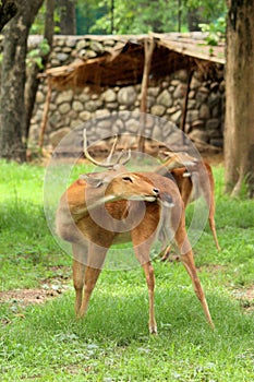 Manipuri Deer photo