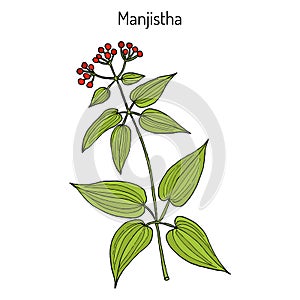 Manjistha Rubia cordifolia , or Indian madder, medicinal plant photo