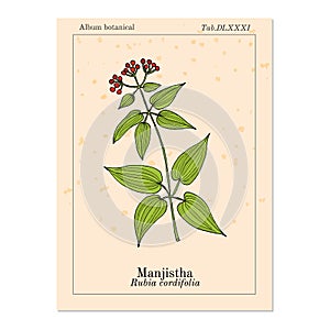 Manjistha Rubia cordifolia , or Indian madder, medicinal plant photo