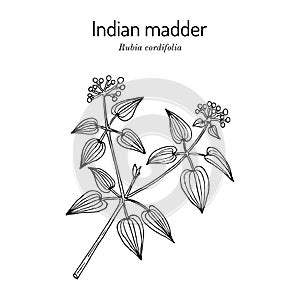 Manjistha Rubia cordifolia , or Indian madder, medicinal plant photo