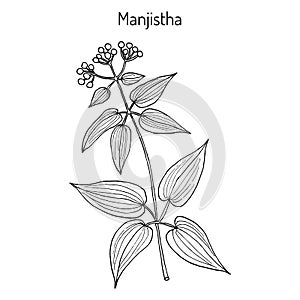 Manjistha Rubia cordifolia , medicinal plant photo