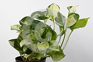 Manjula Pothos Isolated on a White Background