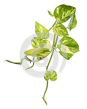 Manjula pothos plant, Epipremnum aureum leaves, Heart shaped leaves isolated on white background, with clipping path