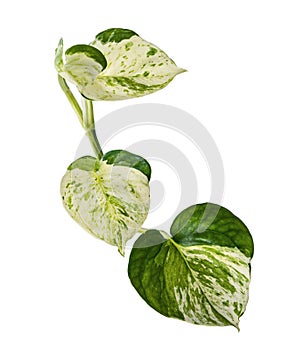 Manjula pothos plant, Epipremnum aureum leaves, Heart shaped leaves isolated on white background, with clipping path