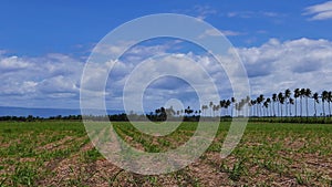 Manjuyod Rice Fields 05 Time Lapse