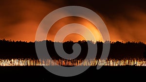 Manmade wildfires and thick smoke on sugarcane plantation during harvesting season