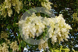 Manna ash tree blossom