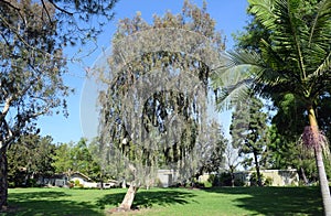 Manna Gum Eucalyptus tree in Laguna Woods, California.