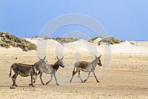 Mannar donkey in Kalpitiya, Sri Lanka