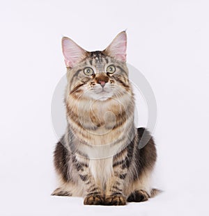 Manne Coon Brown Tabby Cat