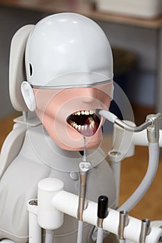 Mannequin or dummy for dentist students training in dental faculties photo