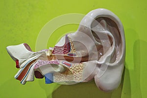 Mannequin ear anatomy