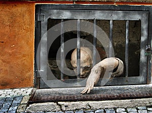 Mannequin in jail