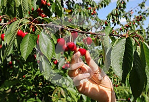 Mano of boy that takes red cherries