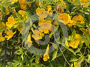 Mano de Lagarija,Small yellow flowers in the Greek garden photo