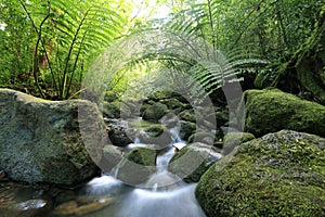 Manoa fall stream in the lush tropical rainforest