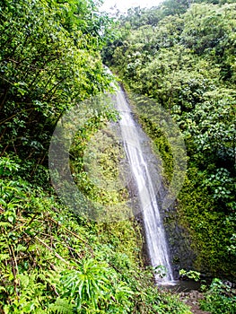 Manoa Falls on the Hawaiian island of Oahu