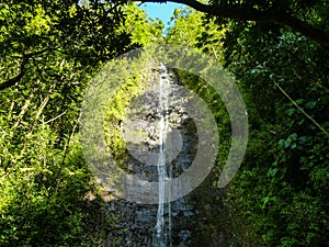 Manoa Falls Oahu Hawaii photo