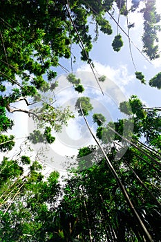 Manoa Falls Trail Hike Oahu Hawaii photo