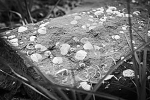 shell fossils photo