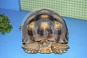 manouria emys asian forest tortoise turtle photo