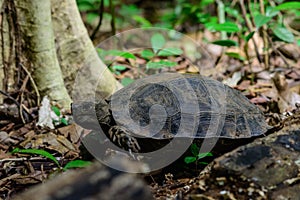 Manouria emys phayeiBiyth,1853 or Asian Giant Tortoise.