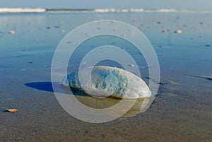 Manowar jellyfish on the beach