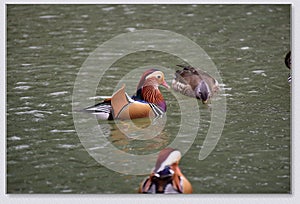 Manrdarin ducks playing in the wate